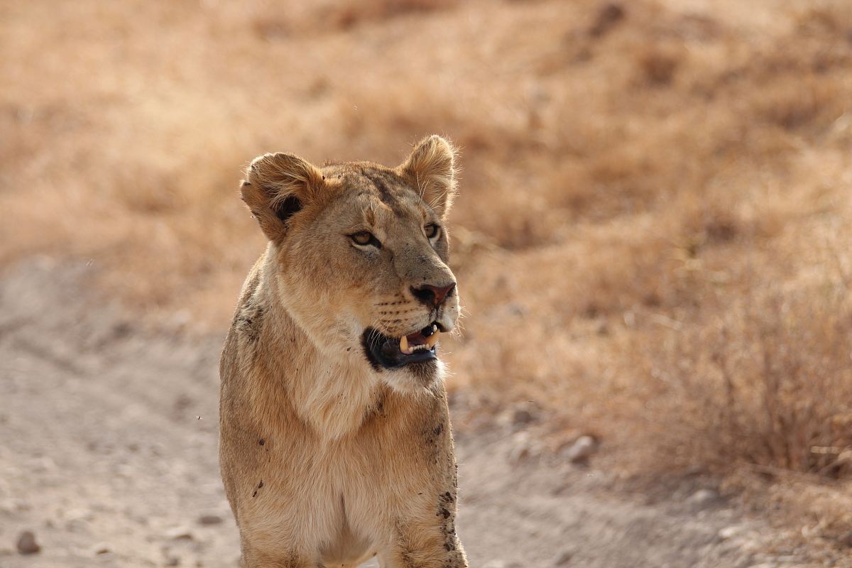 brown Lioness