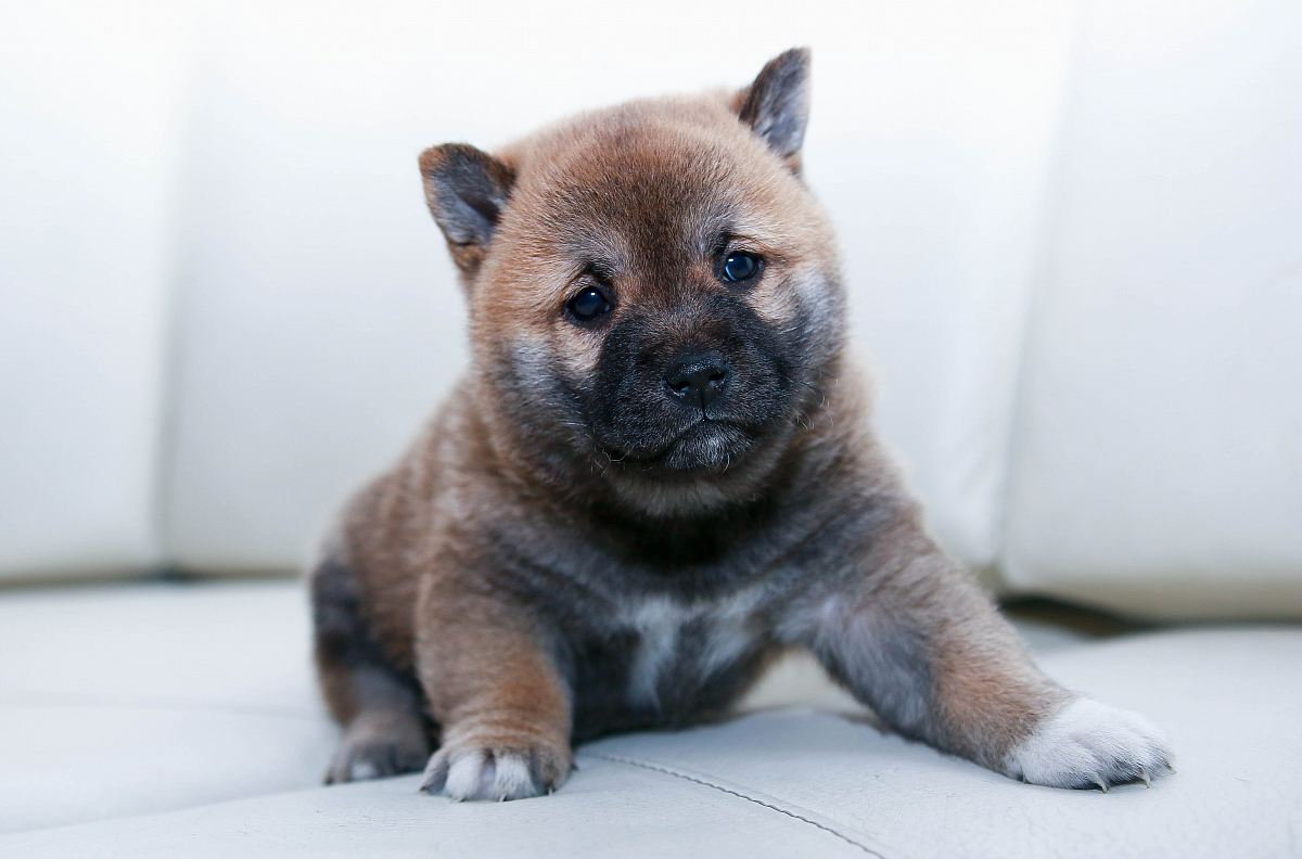 brown puppy sitting on sofa