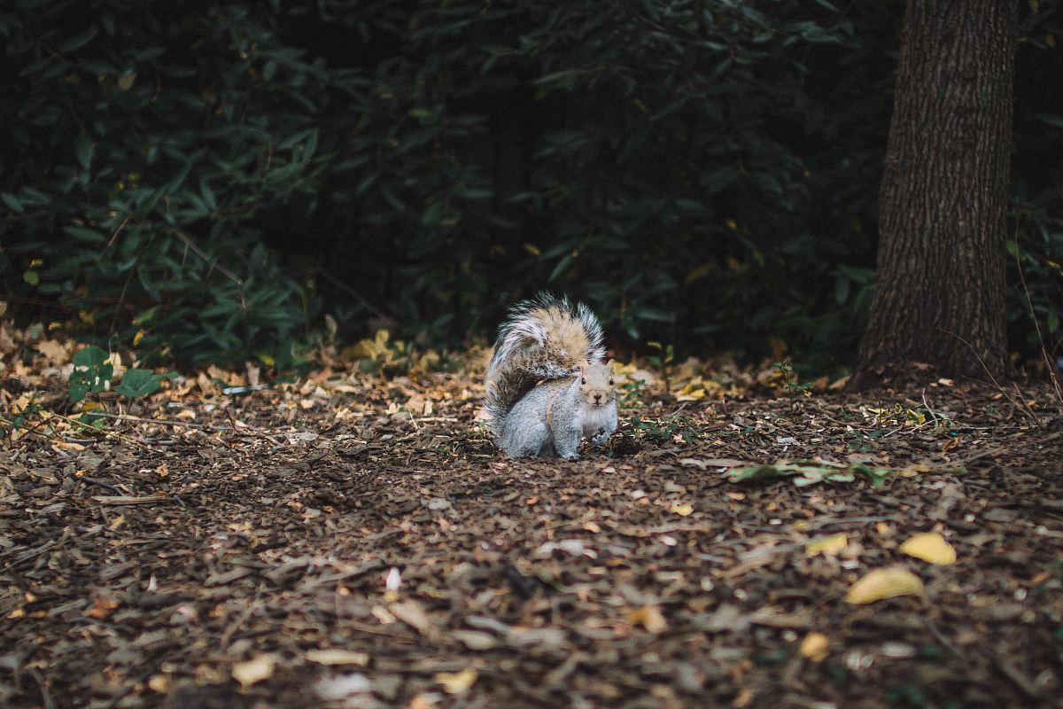 brown squirrel standing on soil