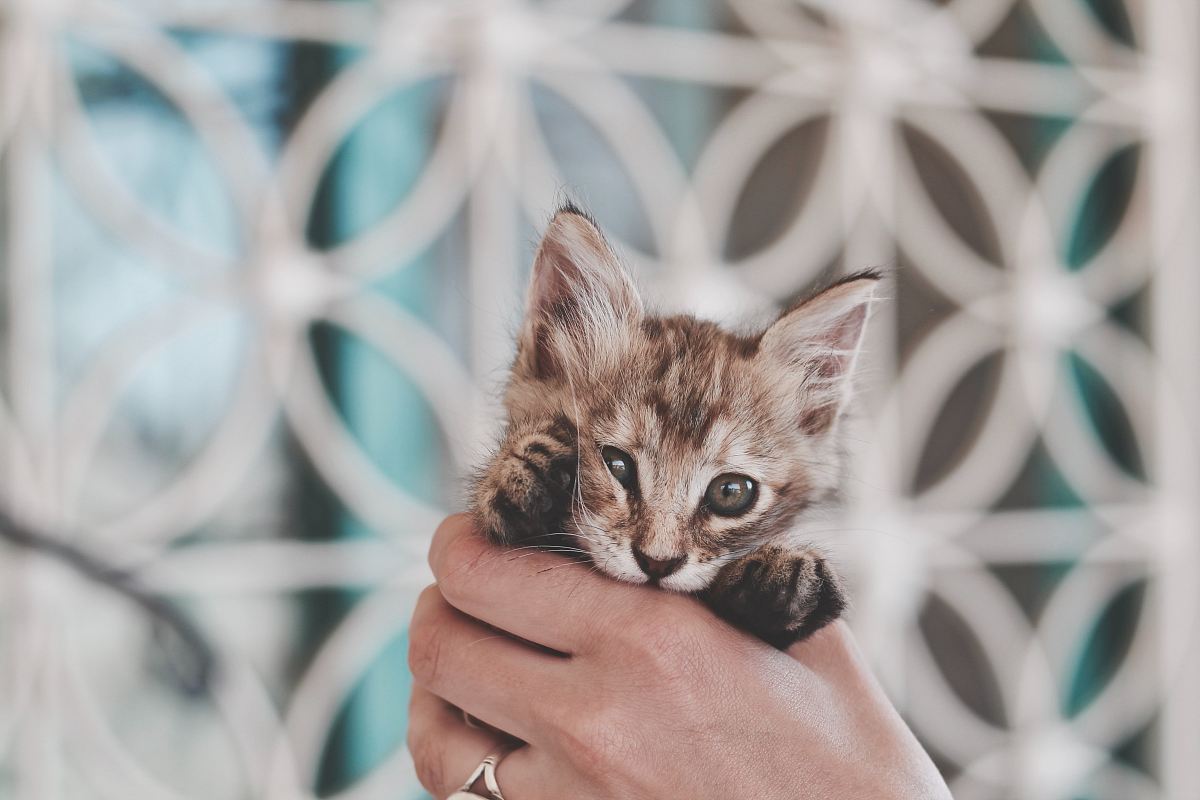 brown tabby kitten