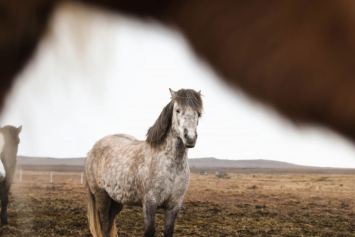 brown white horse on grass field