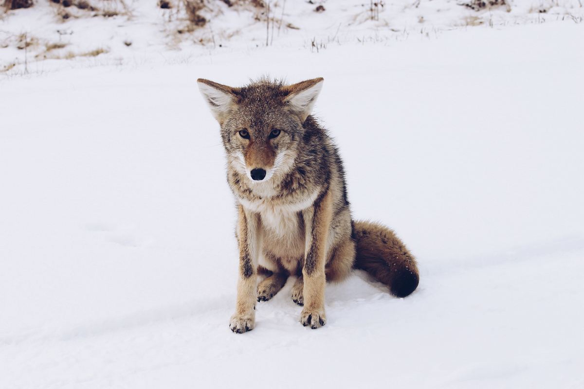 brown wolf sitting on snow