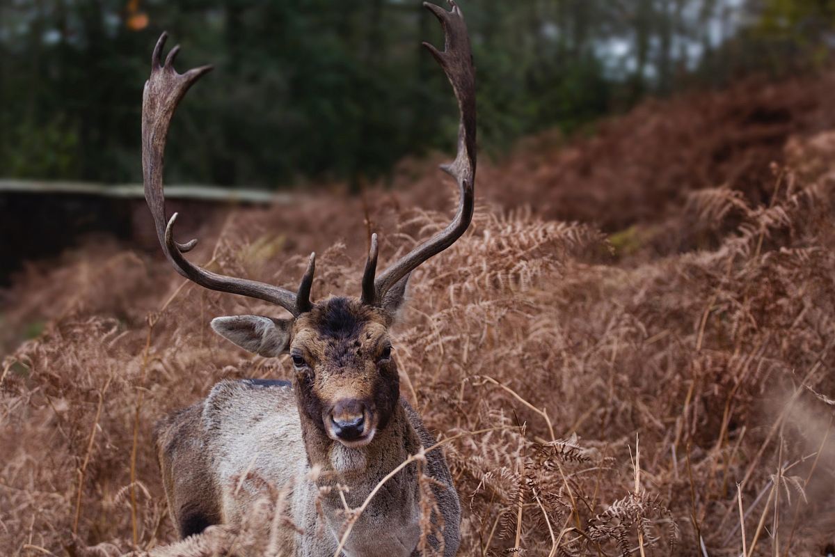 buck surrounded by brown plants