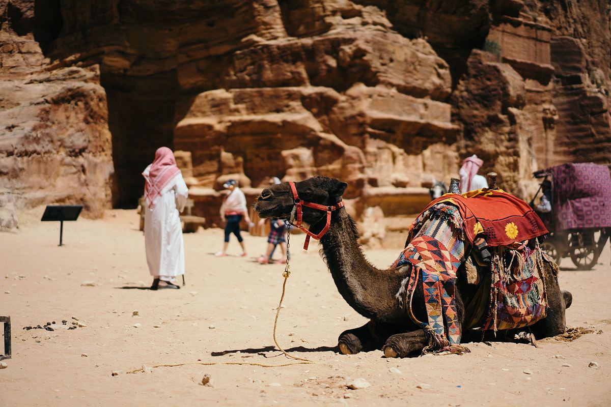 camel sitting on ground near people and rocks