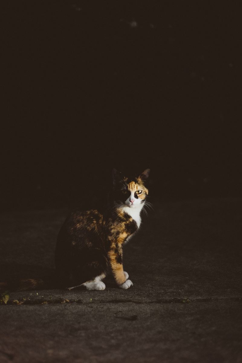 This captivating image features a calm cat sitting gracefully on the floor, enveloped in a soft, mysterious darkness. The tranquil scene evokes a sense of peace and comfort, making it an ideal choice for home decor projects, pet-related blogs, or lifestyle articles. The subtle lighting adds an element of depth, perfect for conveying warmth and serenity in your creative endeavors.