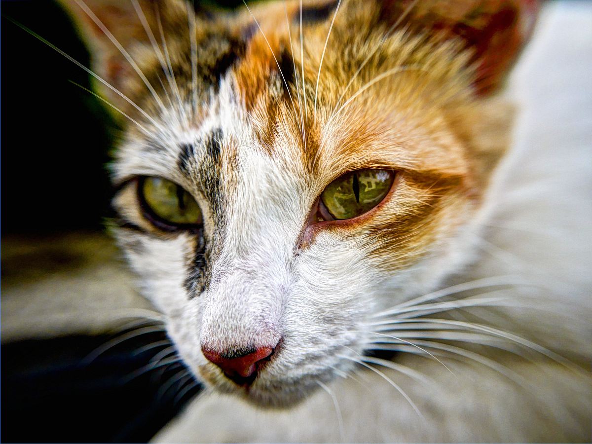 cat's face in shallow focus lens
