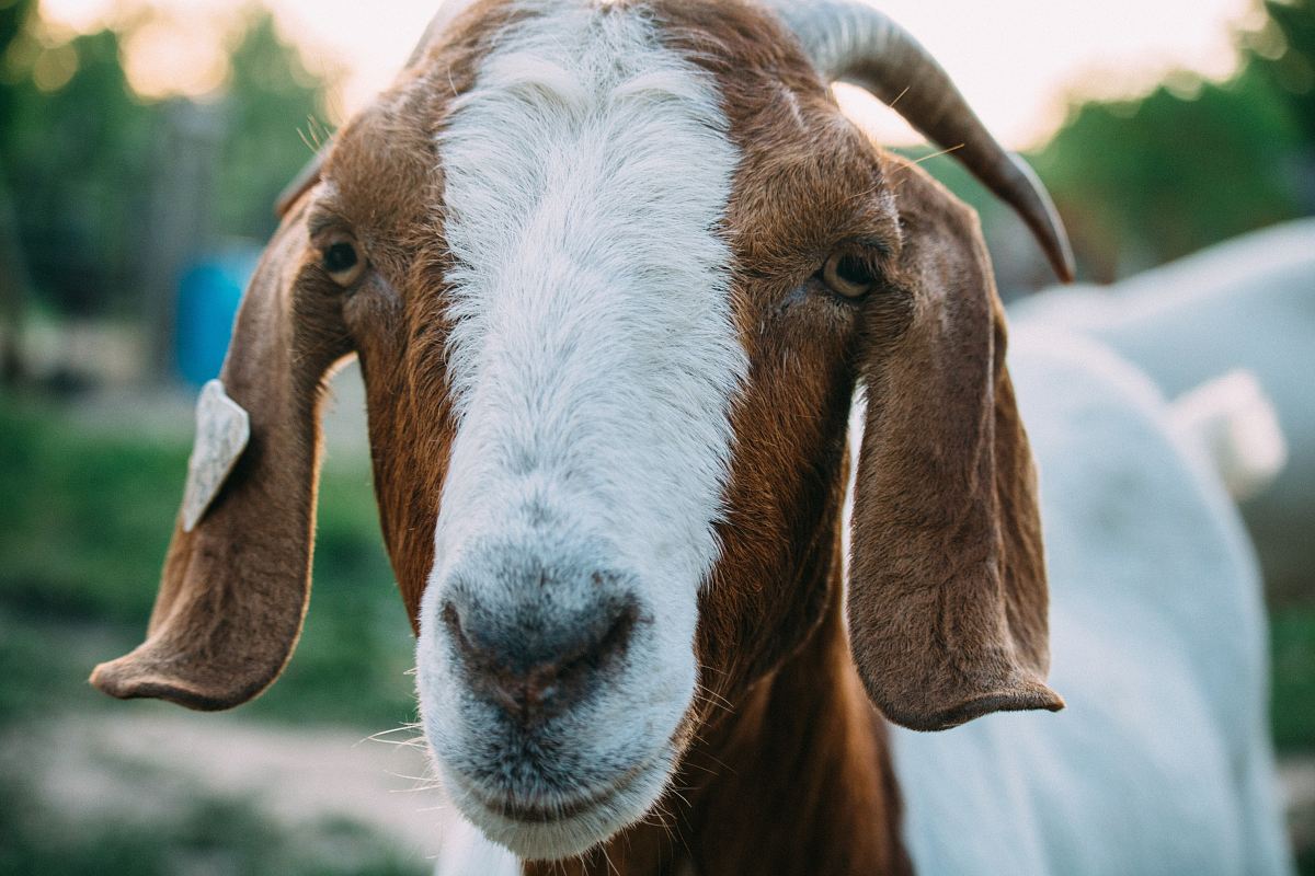 Close Up Photo Of White And Brown Goat Image Free Photo