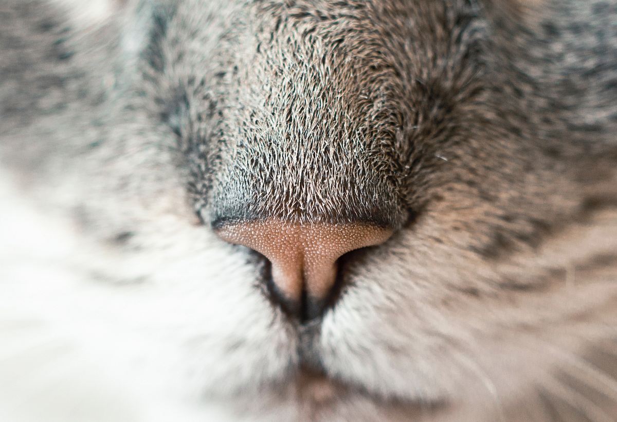 Close-up Photography Of Animal Nose Image Free Photo