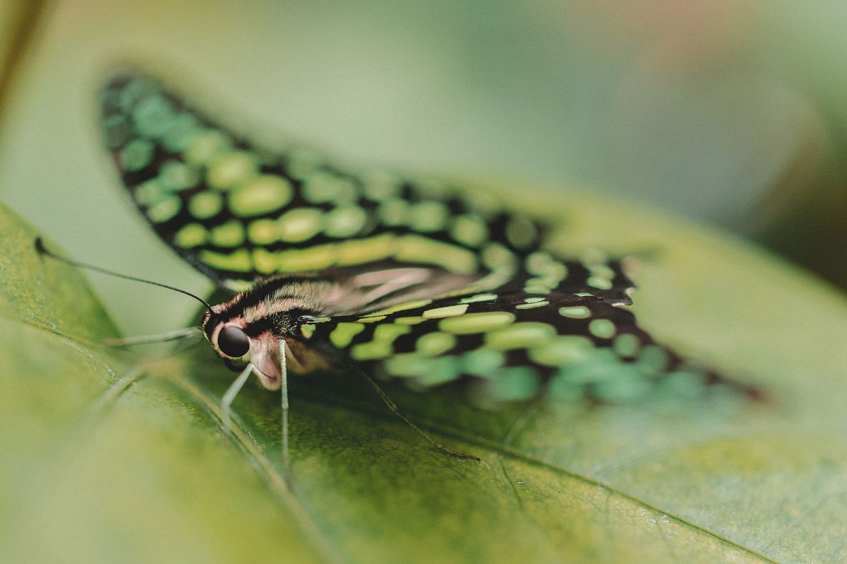 close up photography of butterfly perching on green leaf