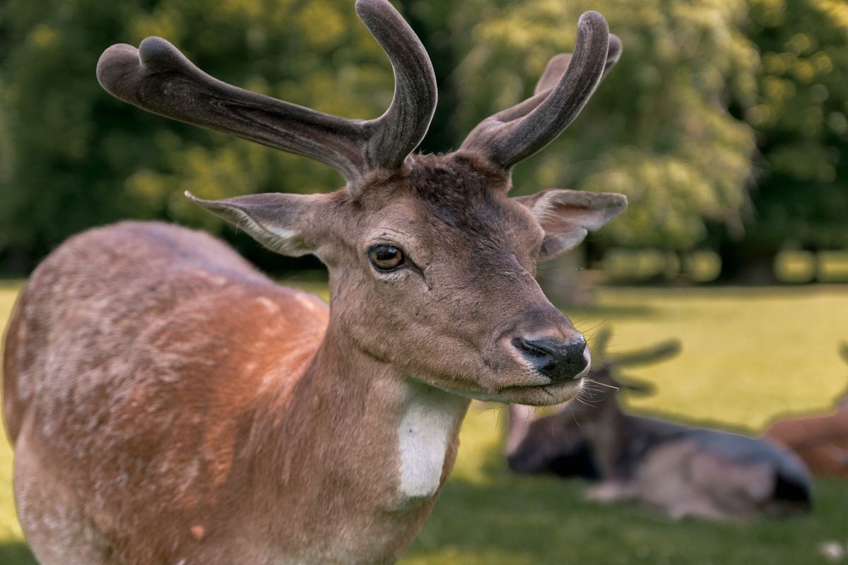 close-up photography of deer