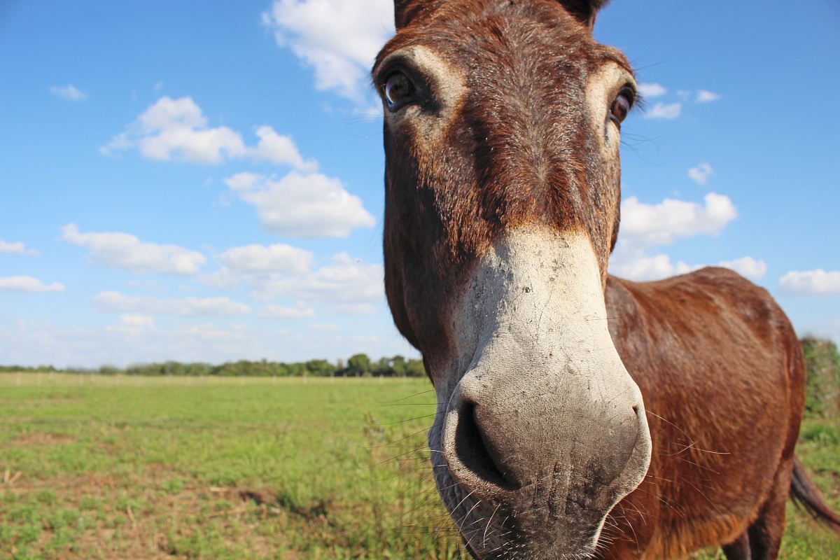 closed up photo of brown donkey on green grass field under blue and cloudy sky