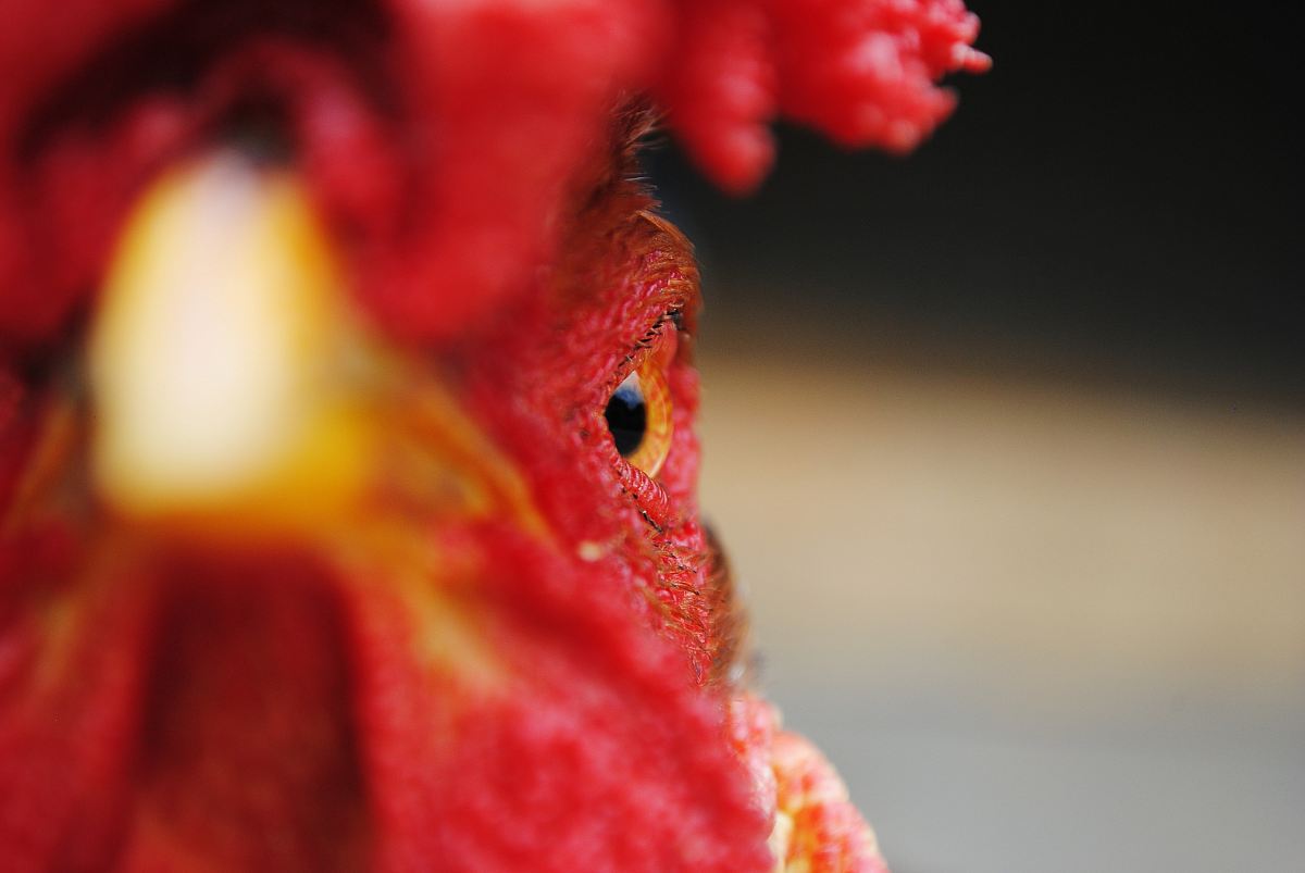 Closeup of an angry rooster's face