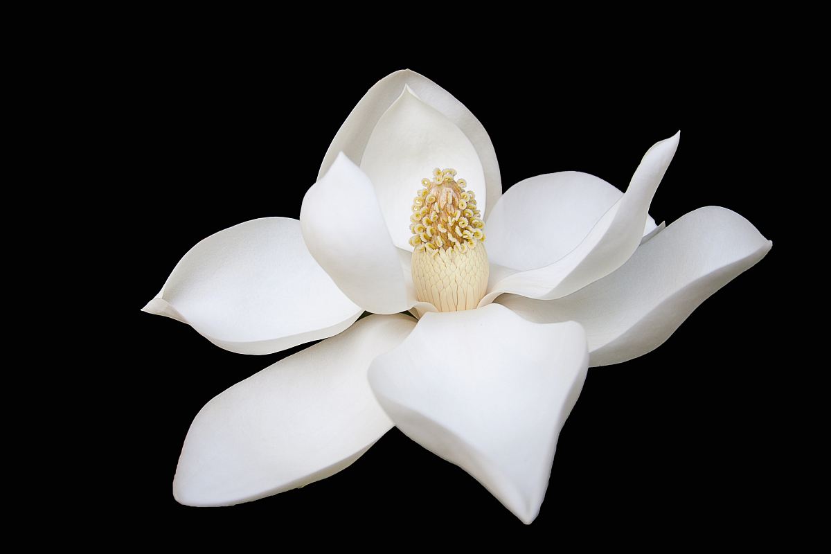 closeup photo of white petaled flower