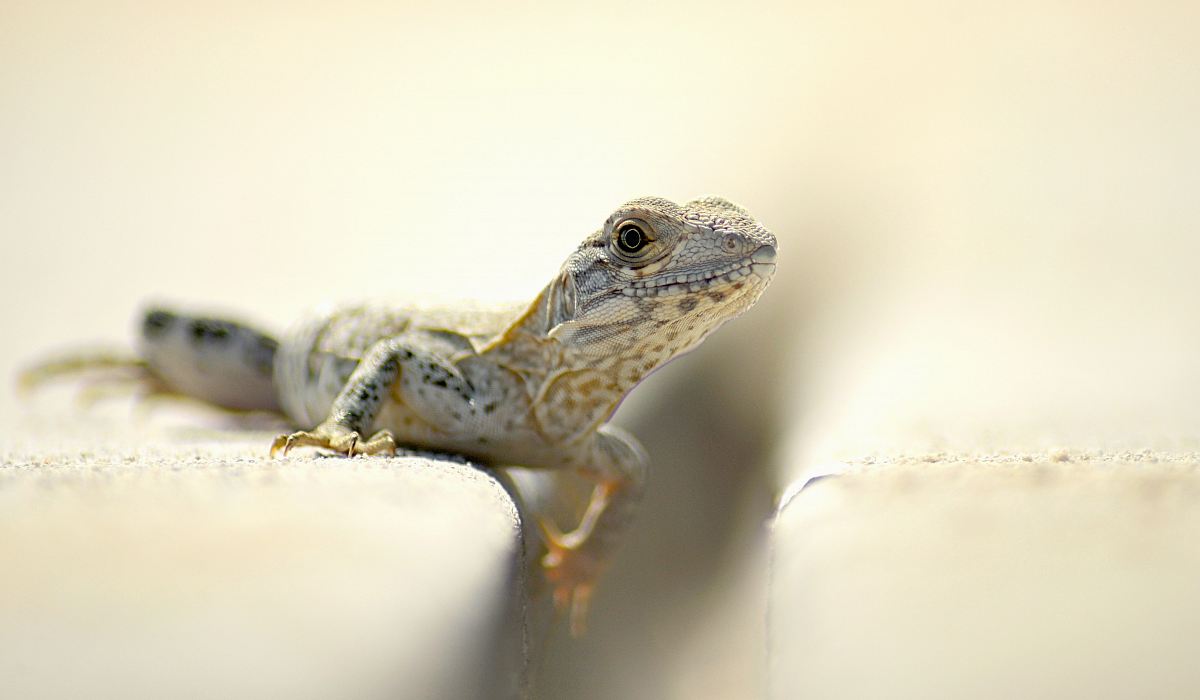 closeup photography of brown and white lizard