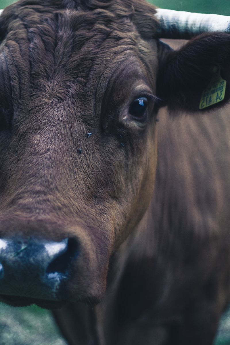closeup photography of brown cattle