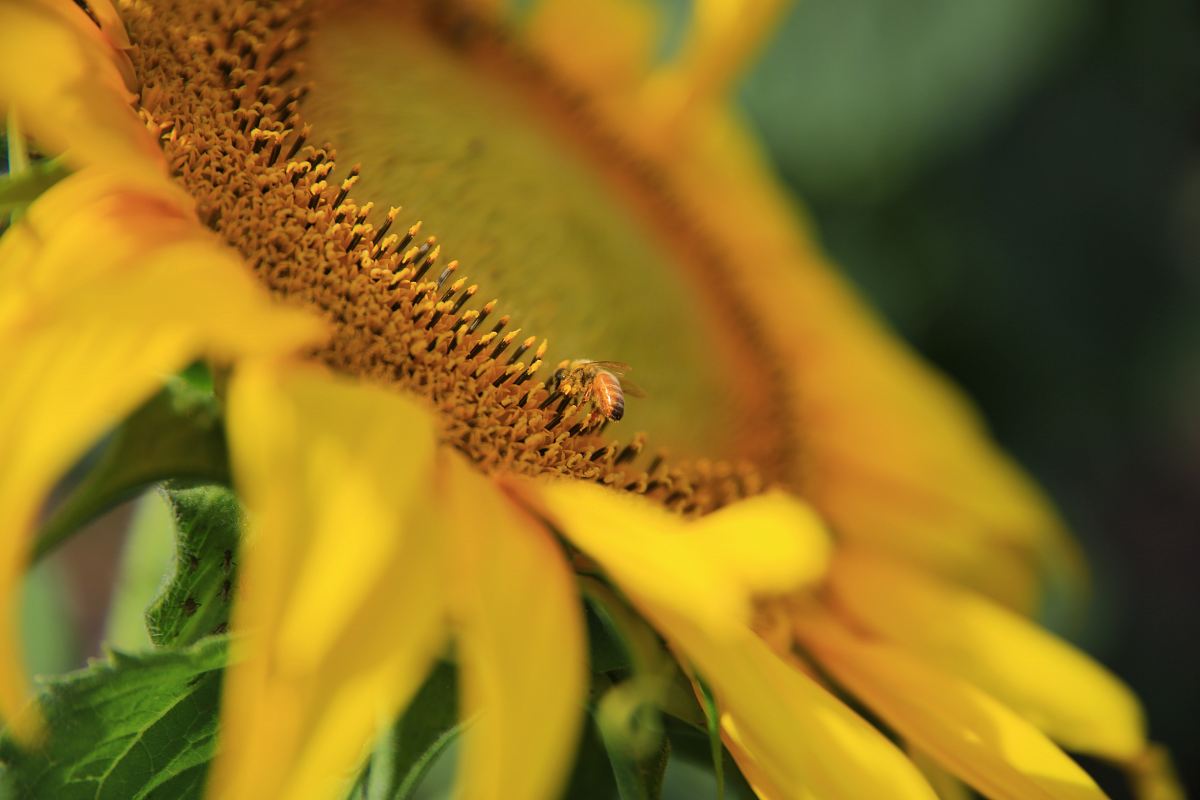 closeup photography of sunflower