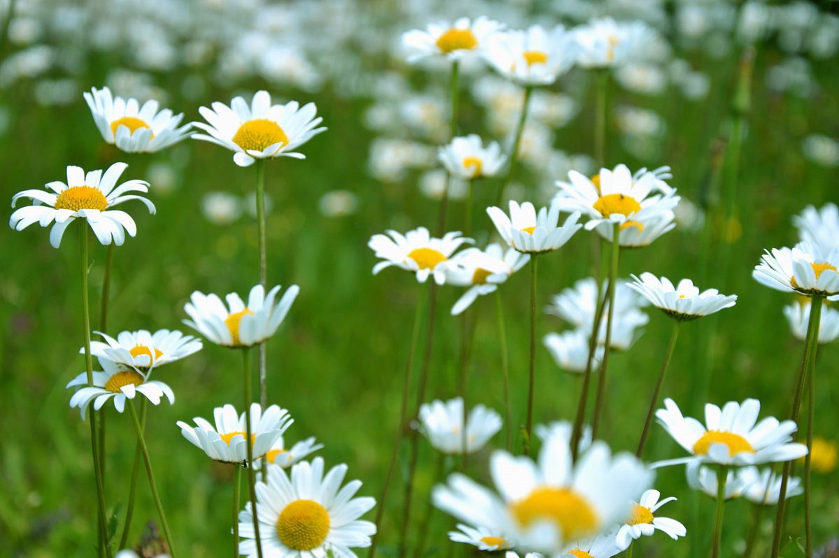 Common Daisy Flowers On Grass Field Image Free Photo