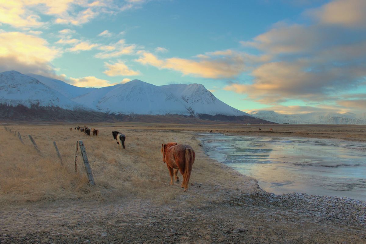 cow walking on field near mountain alps