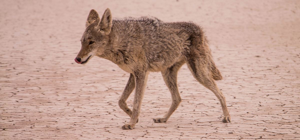 coyote walking on desert during daytime