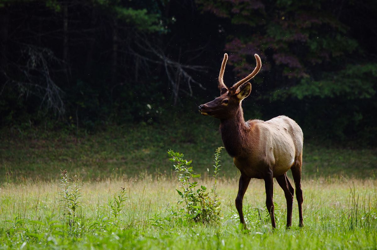 deer near forest