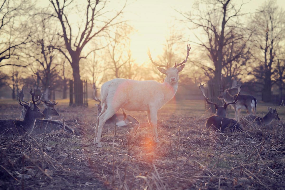 deer standing in middle of group