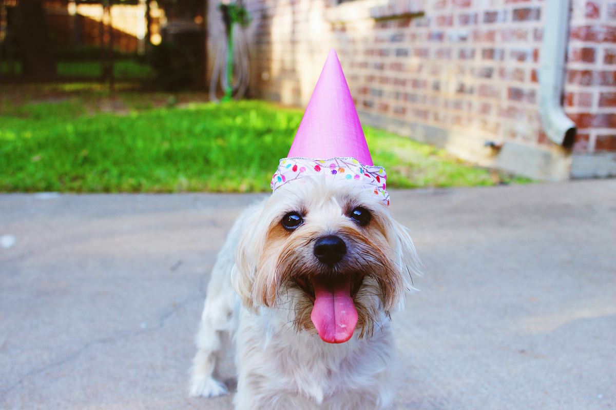 dog wearing party hat