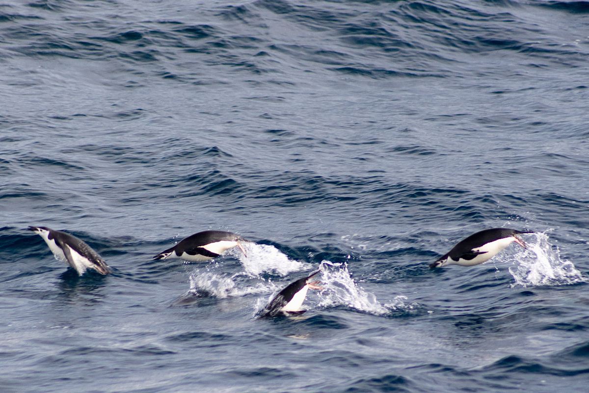 dolphins on body of water at daytime