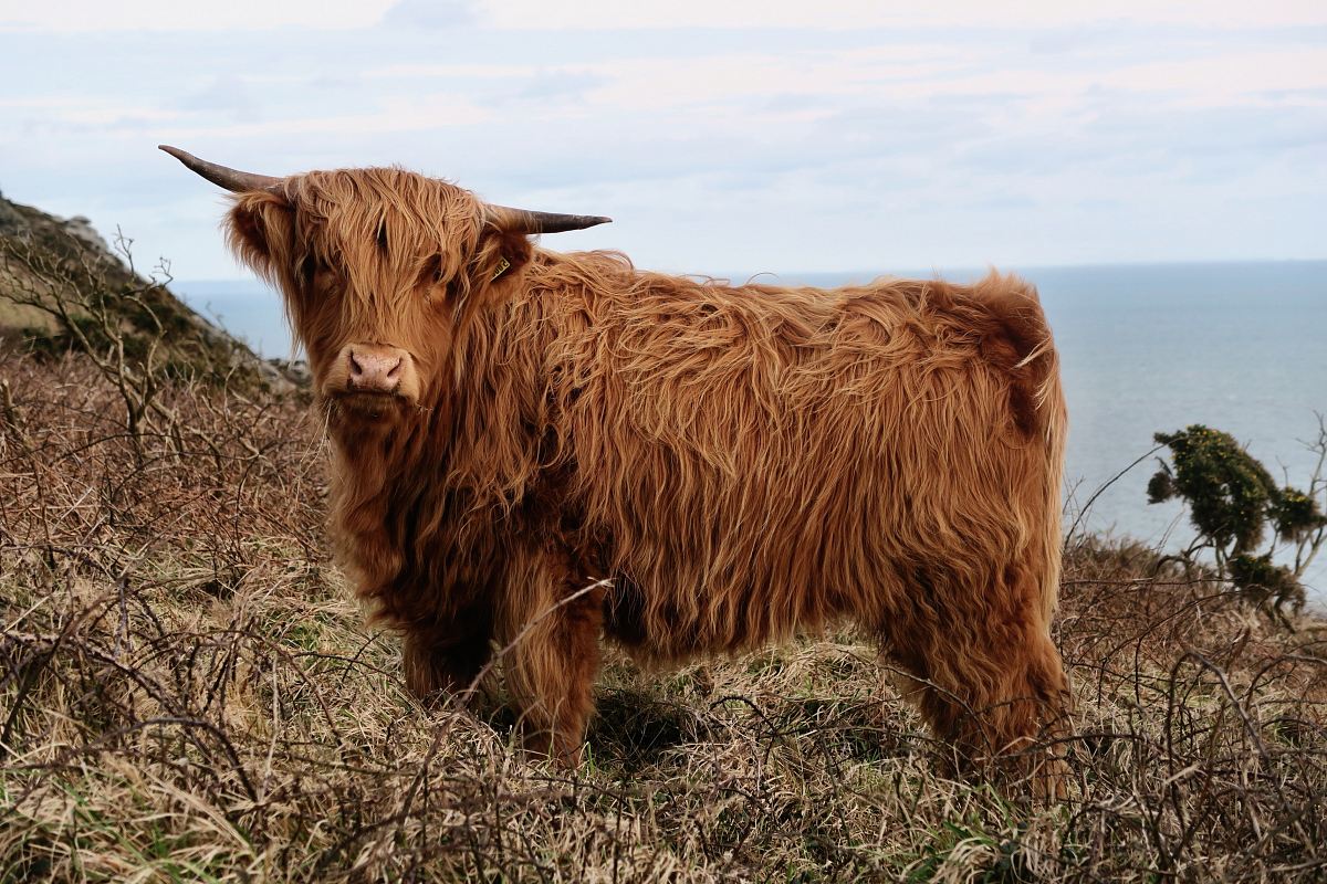 domestic yak