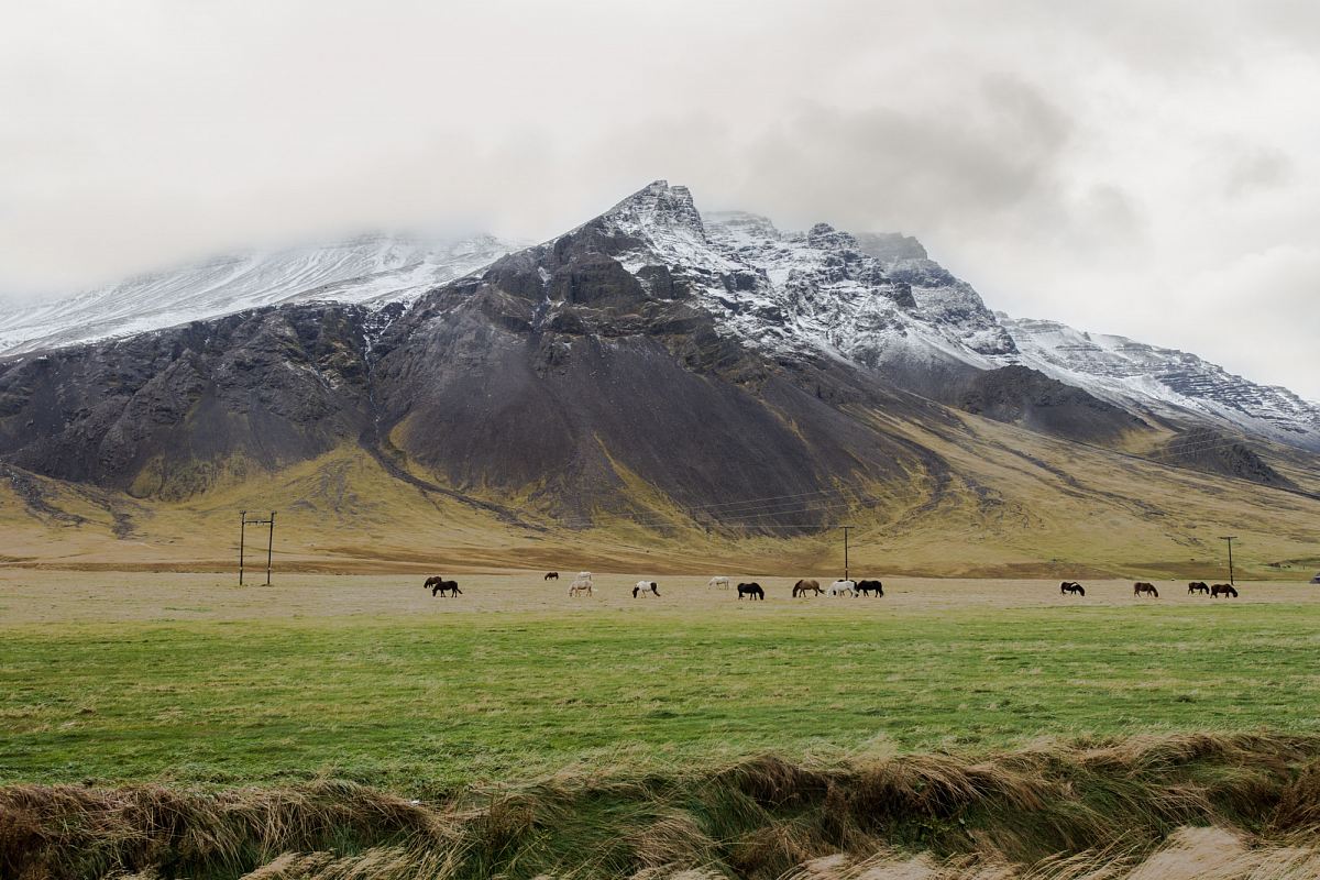farm animals on grass field near mountain