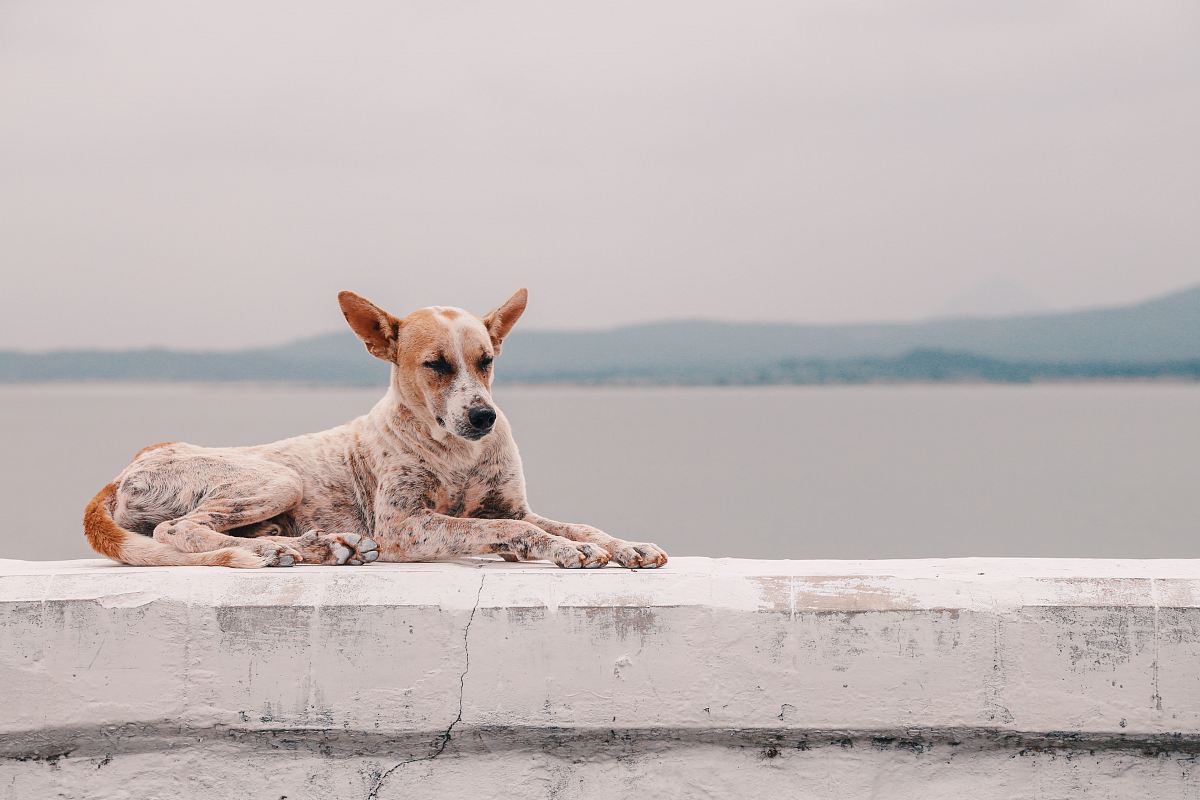 fawn dog lying on concrete platform beside body of water