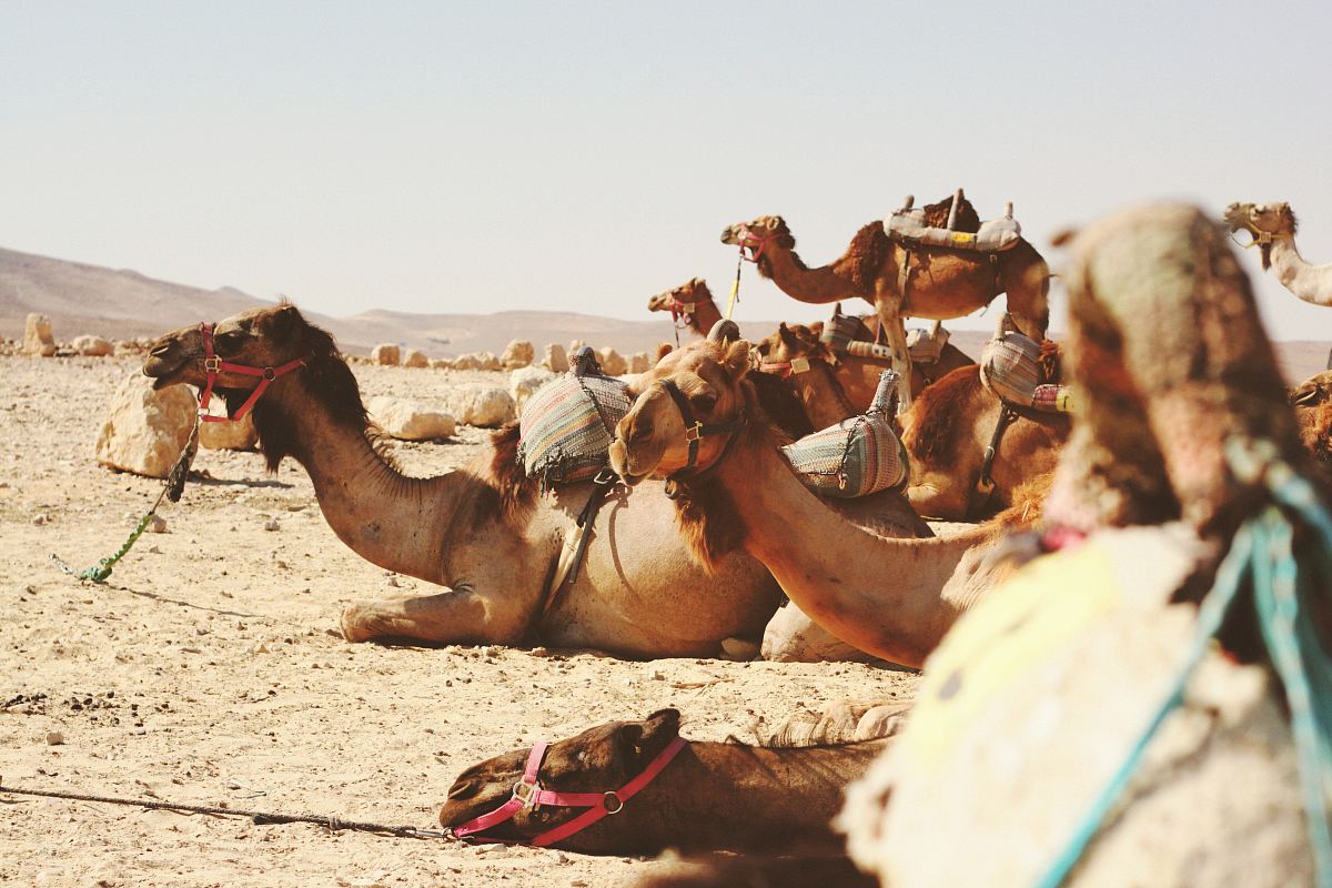 five camels on field