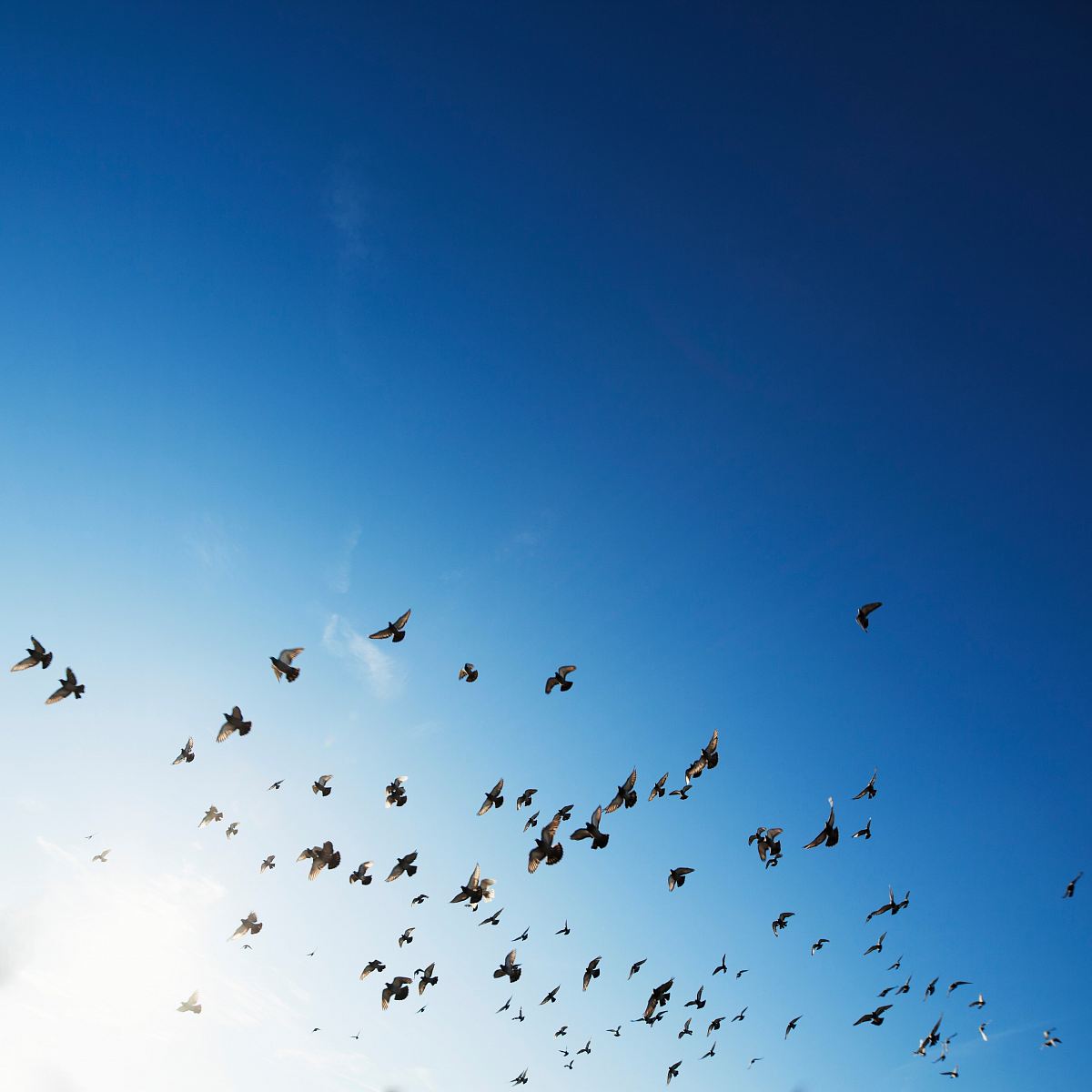flock of bird flying in sky