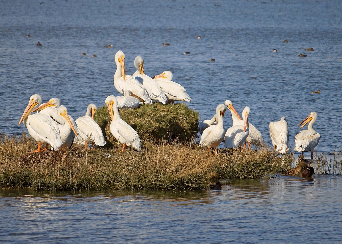 flock of pelican on grass at daytime