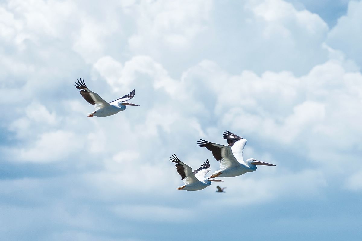 flying white birds under cloudy sky