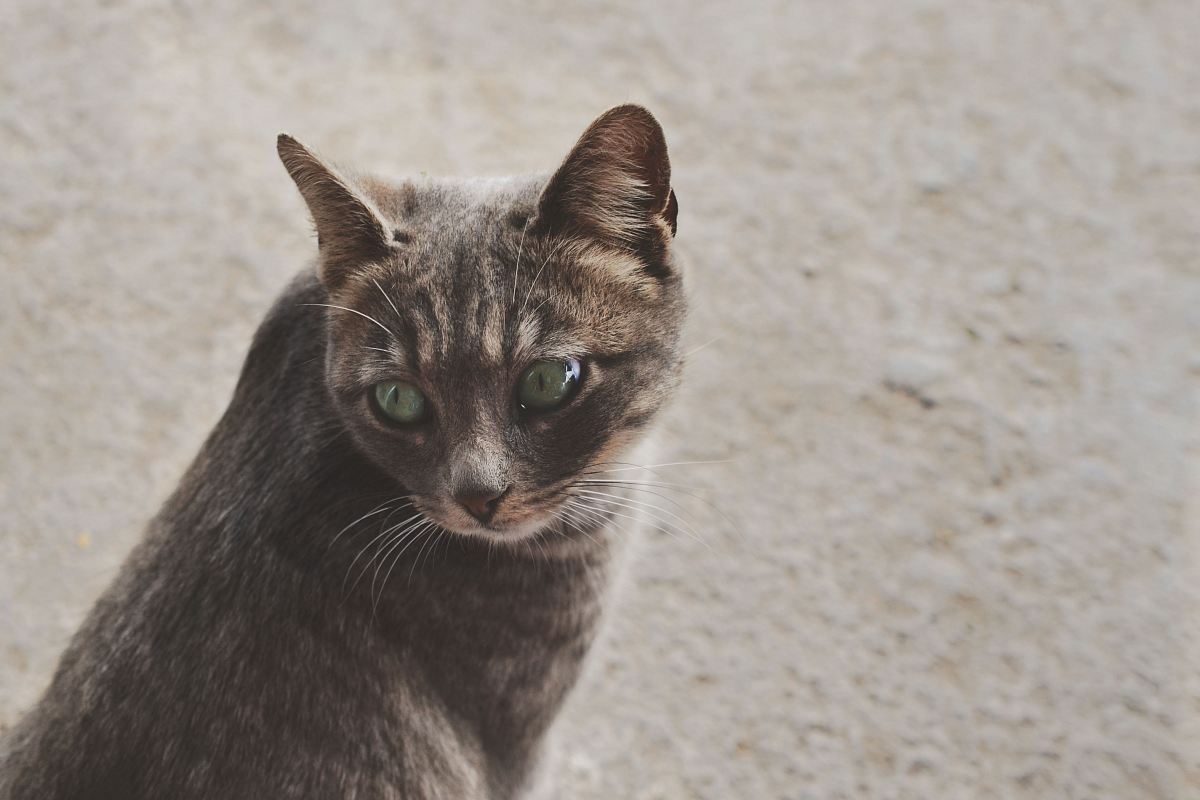focused photo of a silver tabby cat
