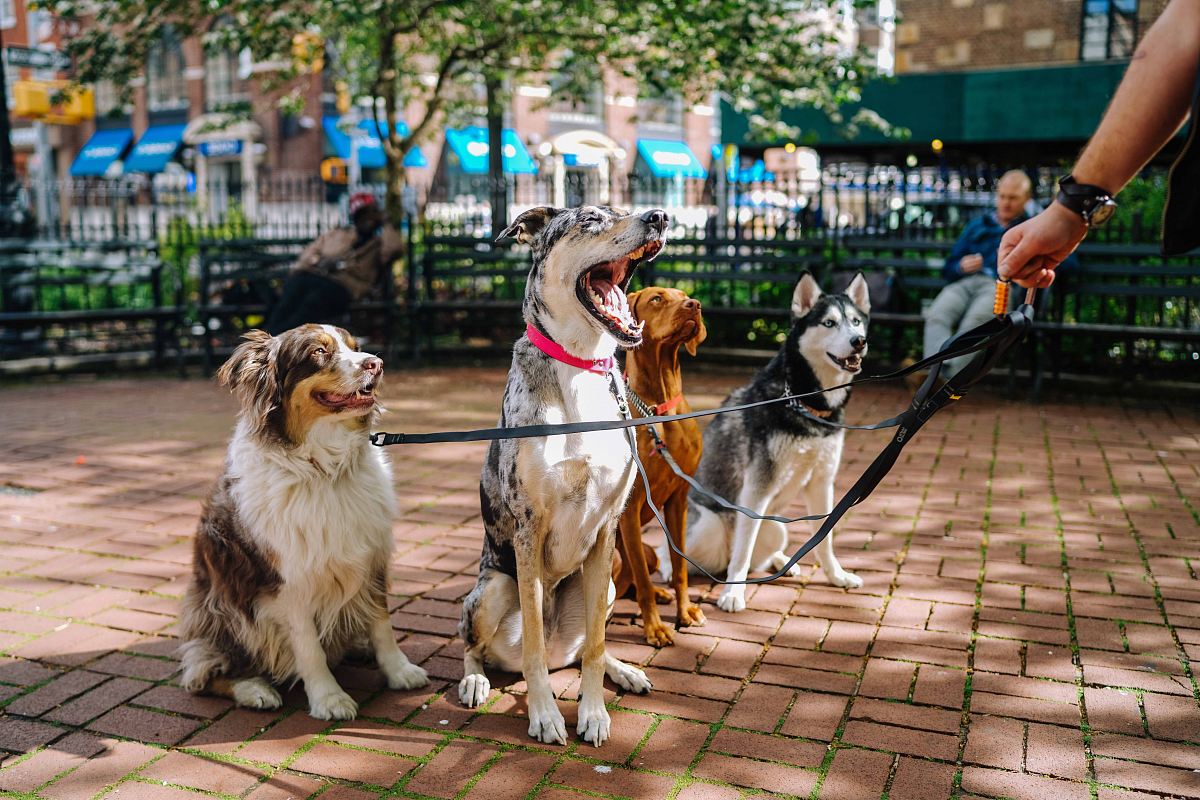 four dogs on park