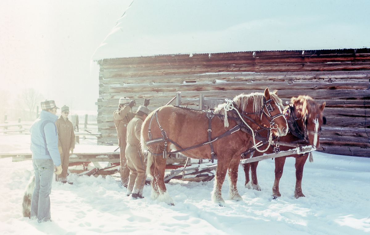 four men near two brown horses