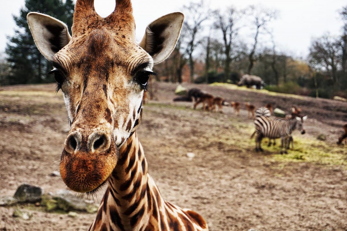 giraffe on brown sand