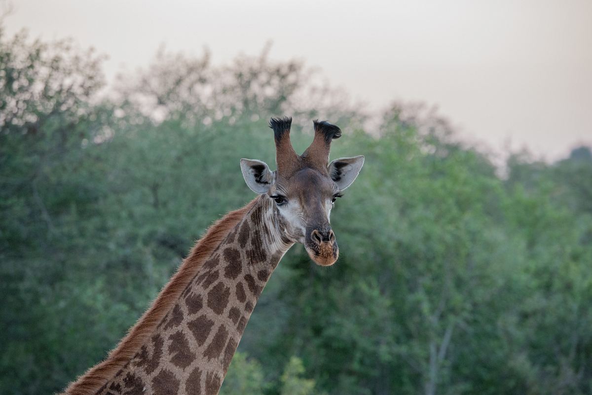 giraffe surrounded by trees