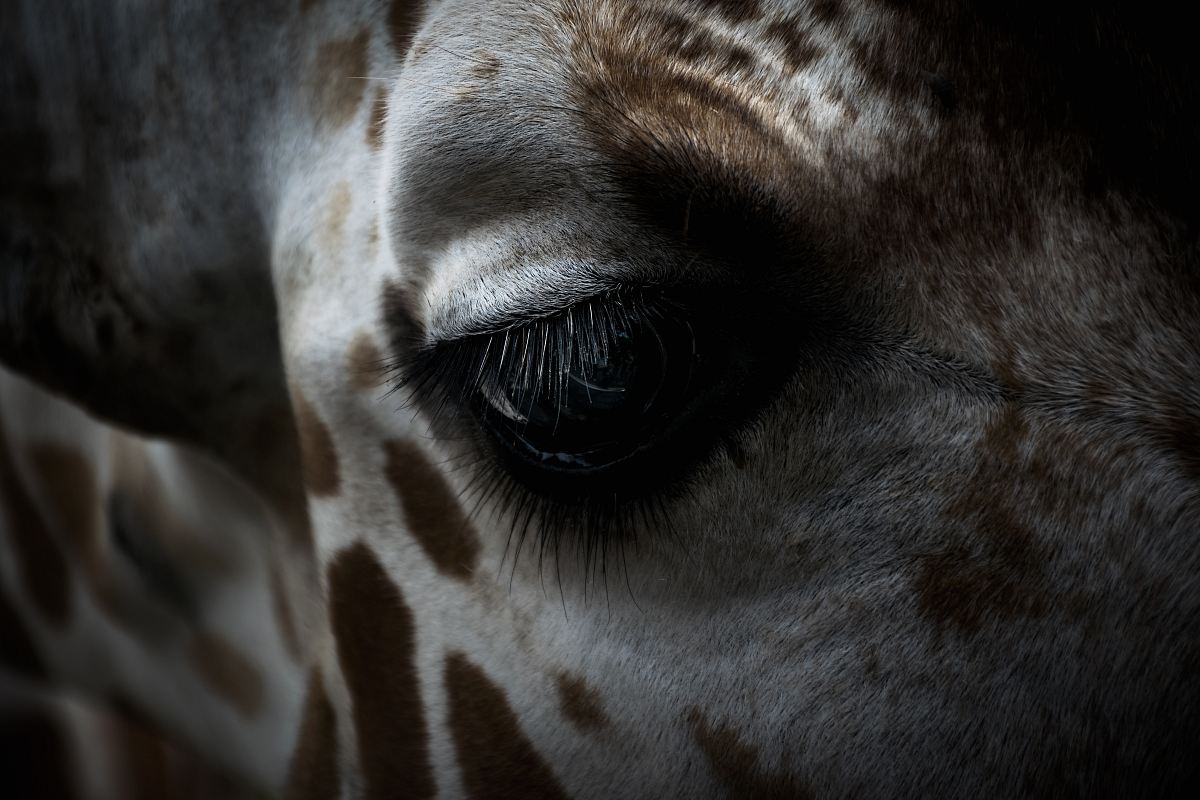 giraffe's eye