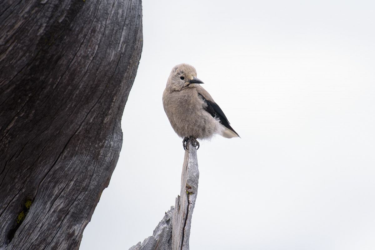 gray bird standing on edge of drift wood