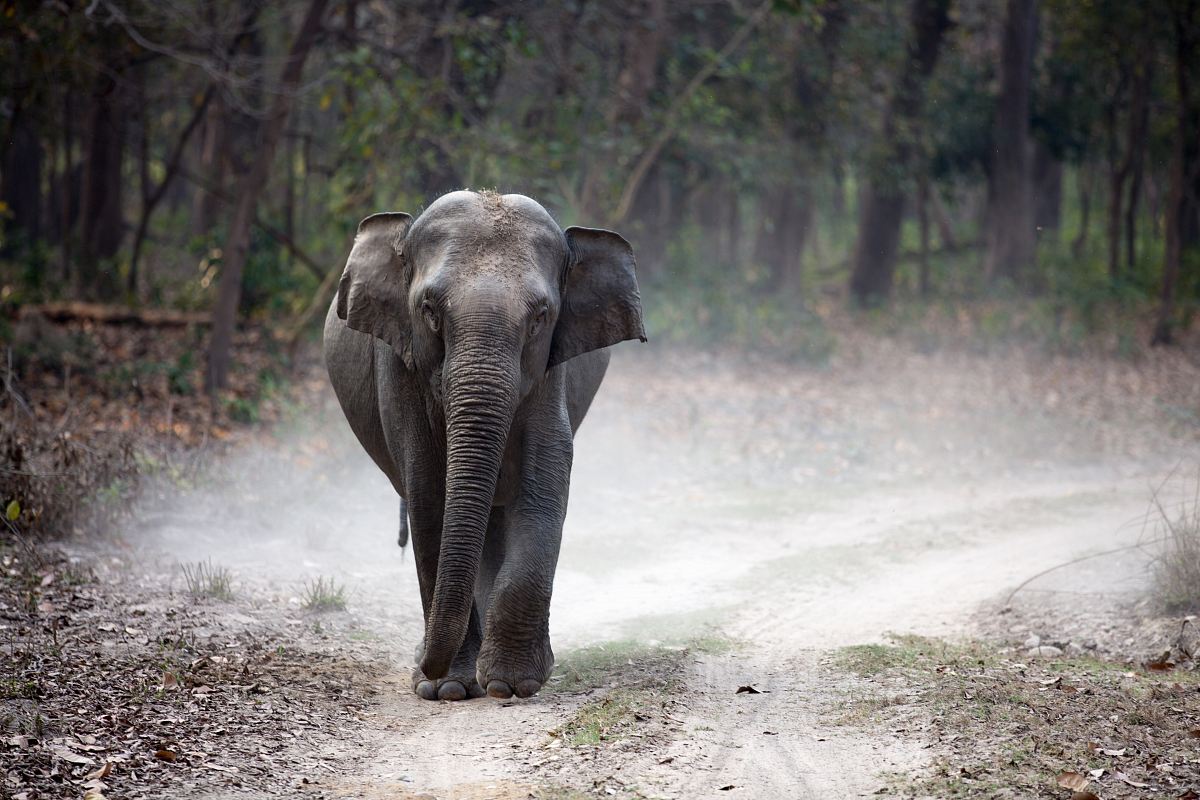 gray elephant cub walking alone on pathway creating dust