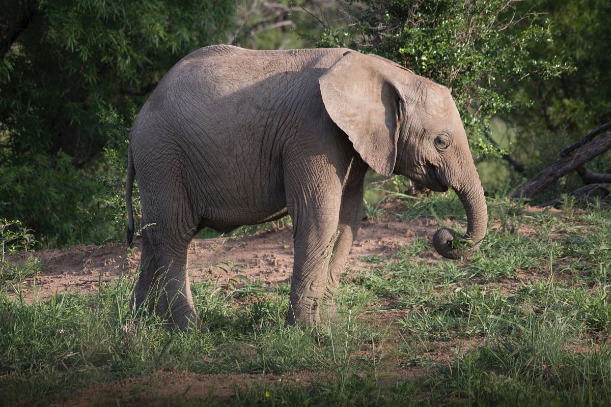 gray elephant near trees during daytime