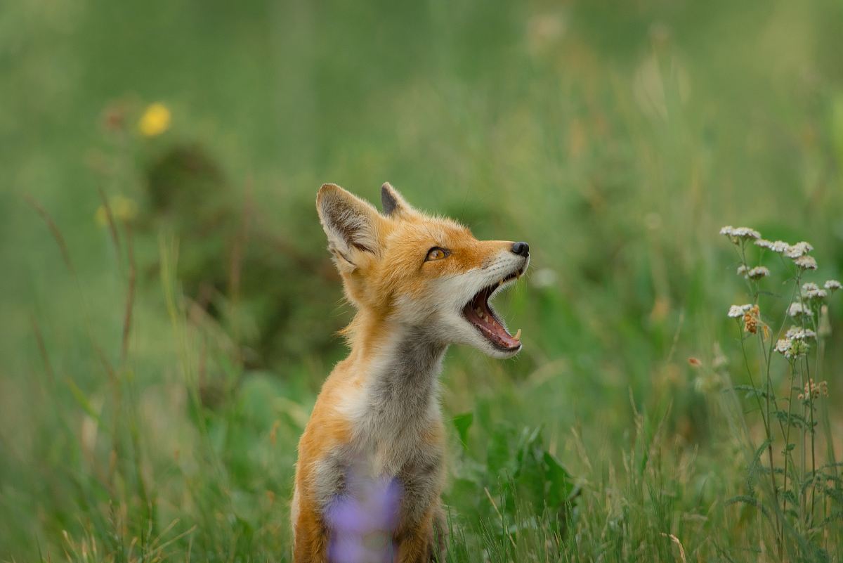 gray fox on forest opening mouth while looking sideways at daytime
