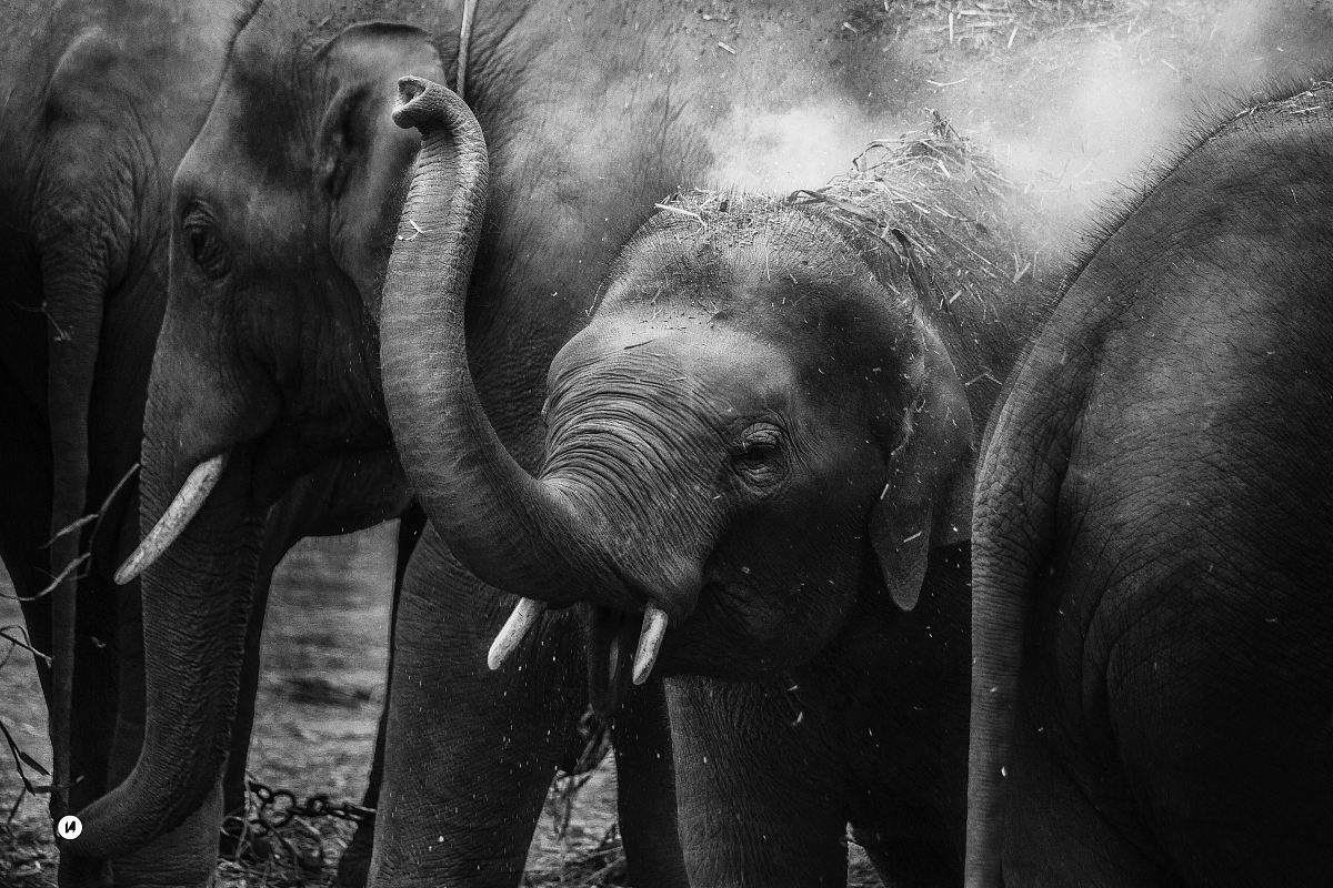 grayscale photo of elephants