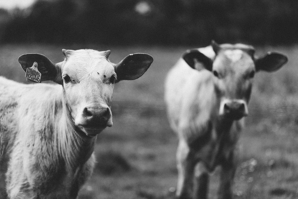grayscale photography of two cows