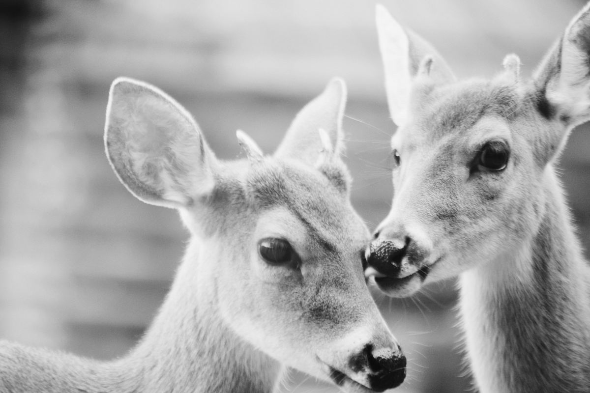grayscale photography of two reindeers