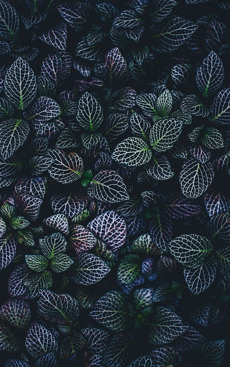 green and blue leaves plants