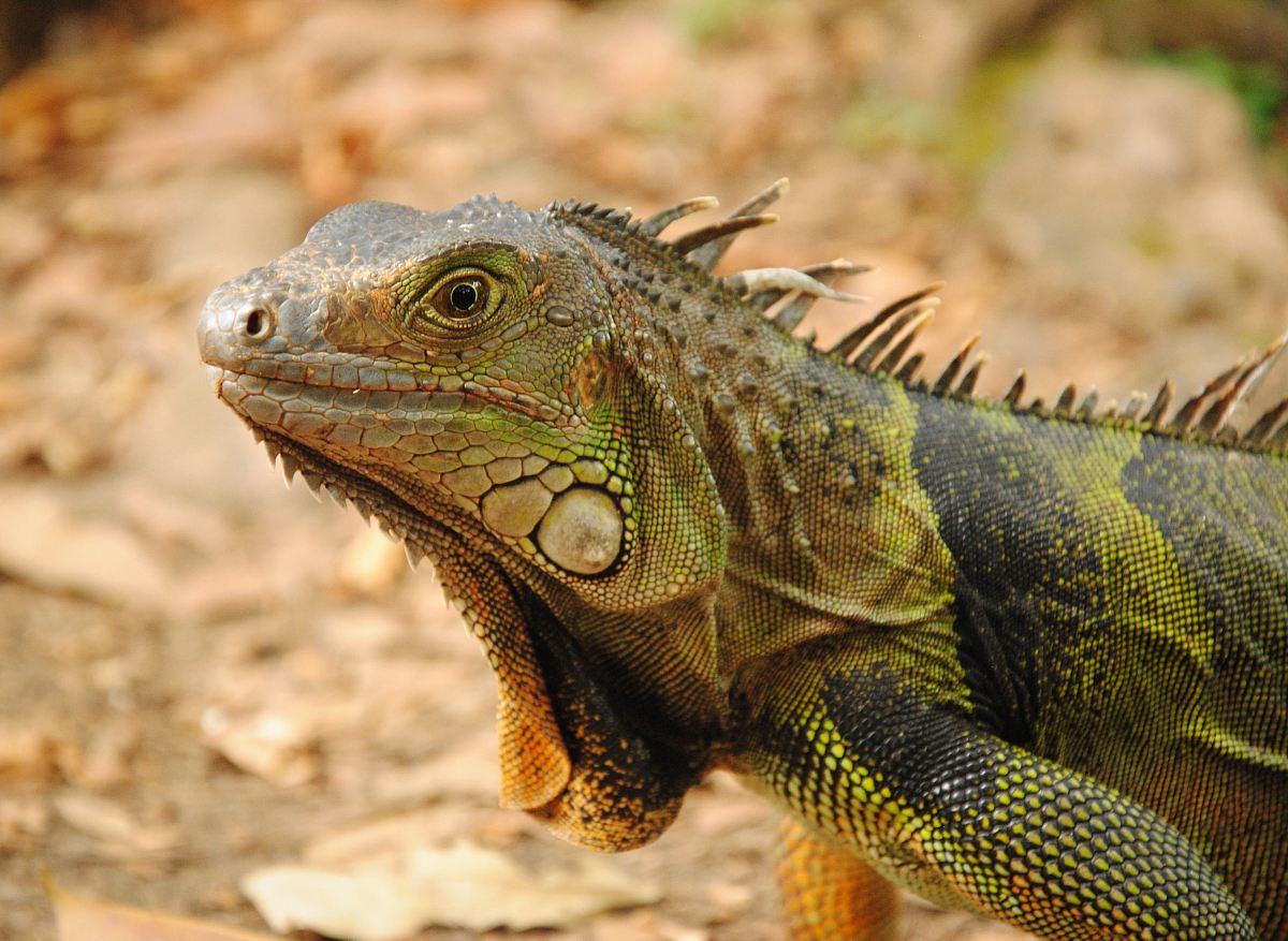 green lizard
