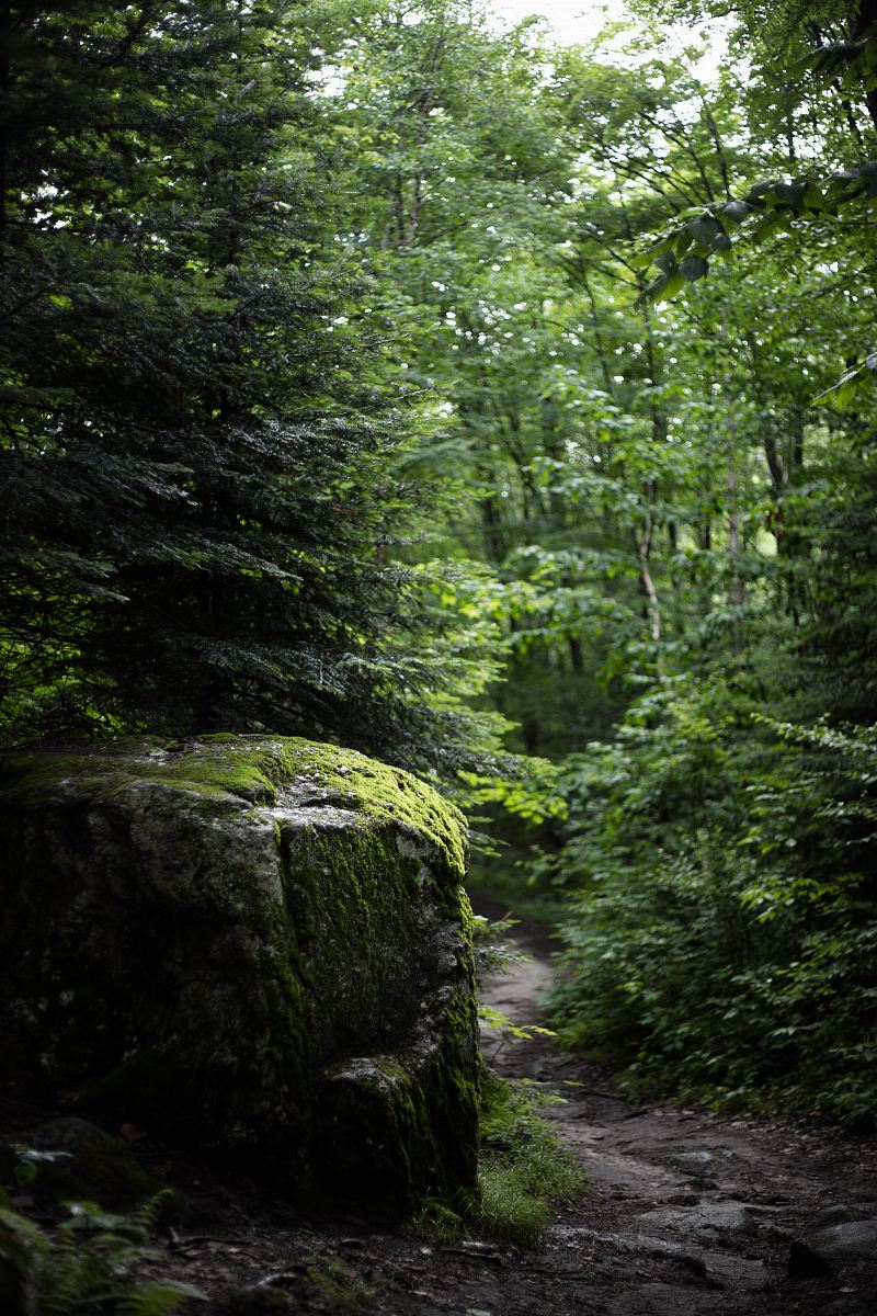 green trees in forest